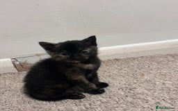 Mixed Breed cats for sale: 4 beautiful kittens - Image 5