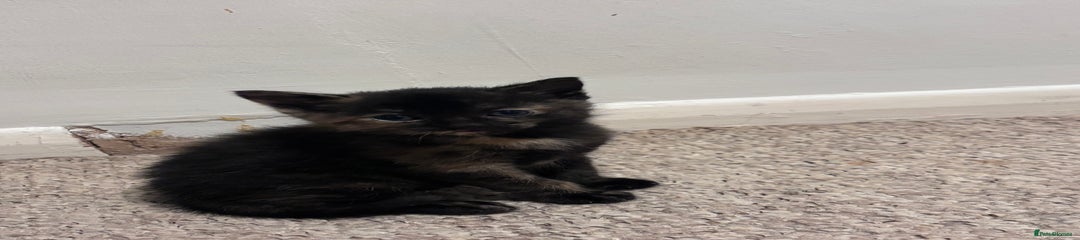 Mixed Breed Kitten 2
