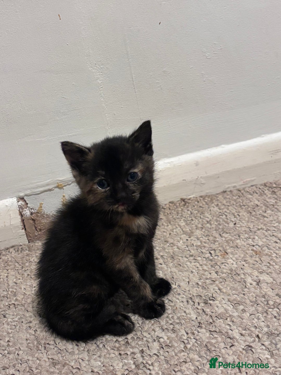 Mixed Breed cats for sale: 4 beautiful kittens - Image 5