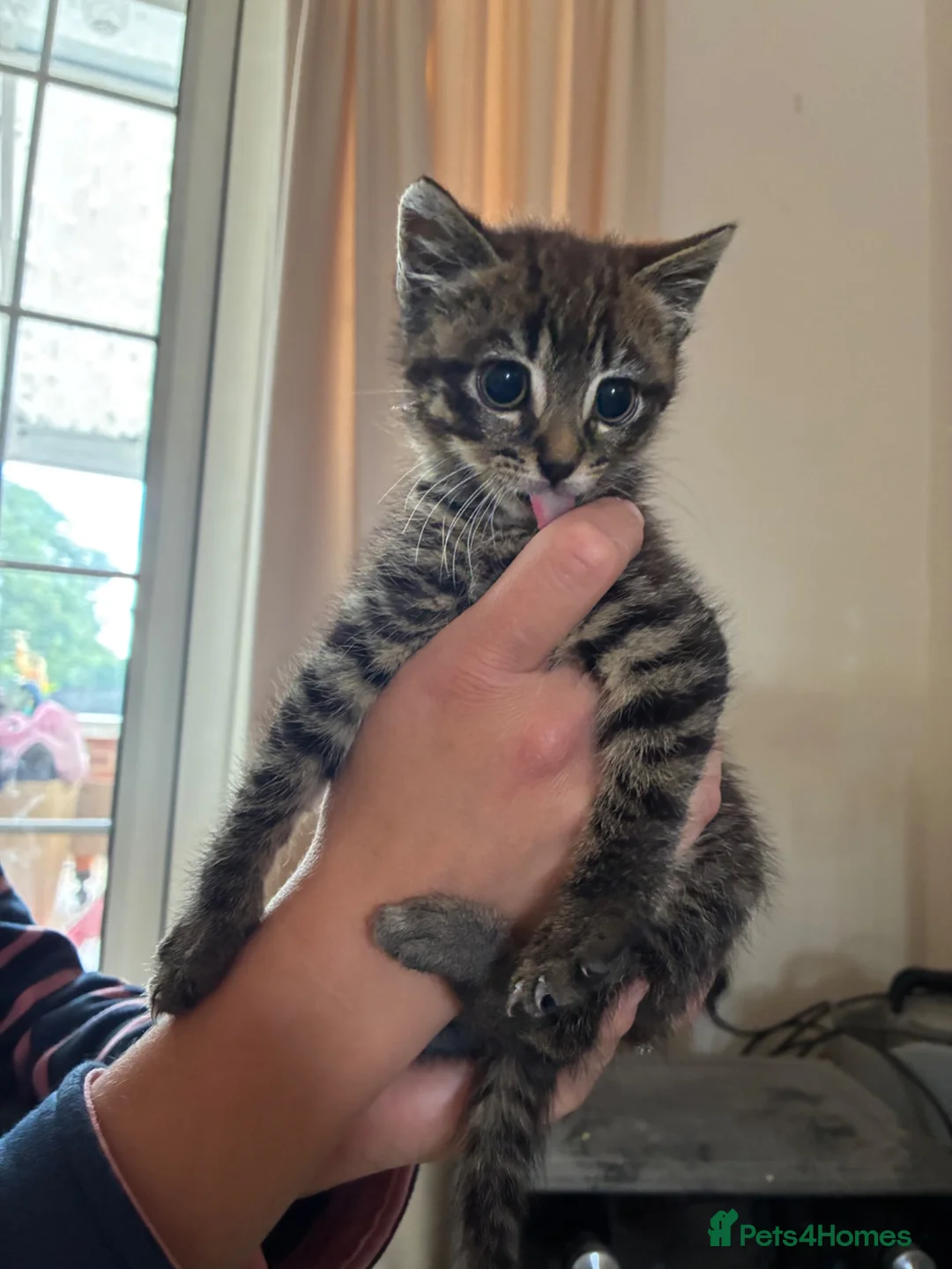 Mixed Breed cats for sale: Two gorgeous tabby boys kittens  in Lymington - Advert 2