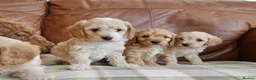 Cavapoo dogs for sale: Stunning Health Tested F1b Cavapoo Puppies - Advert 10