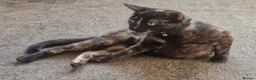Mixed Breed cats for sale: 🐾 Gorgeous Tortoise shell Female 🐾 - Advert 1