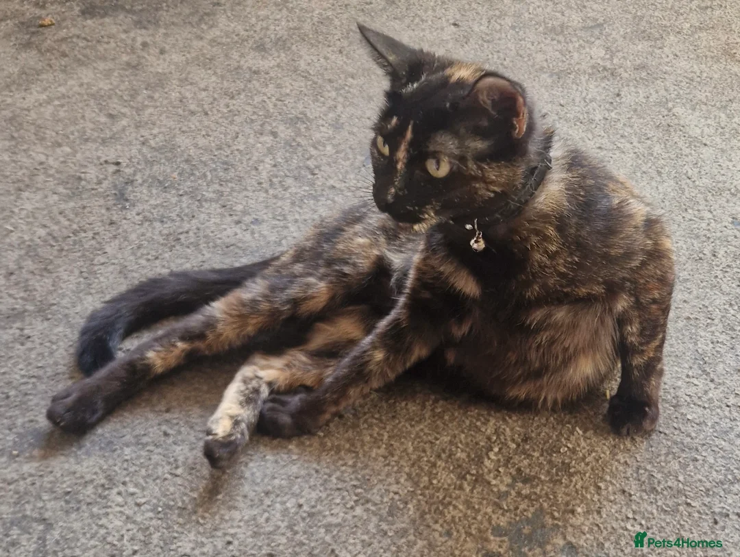Mixed Breed cats for sale: 🐾 Gorgeous Tortoise shell Female 🐾 - Advert 1