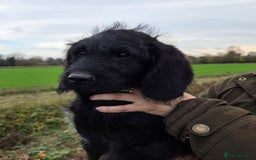 Labradoodle dogs for sale: 7 Miniture labradoodles  - Advert 4