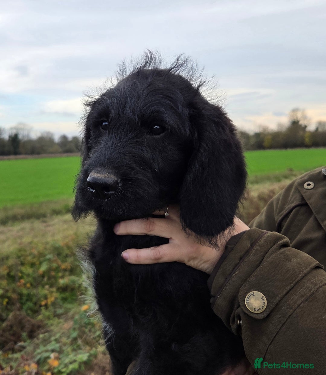 Labradoodle dogs for sale: 7 Miniture labradoodles  - Advert 4