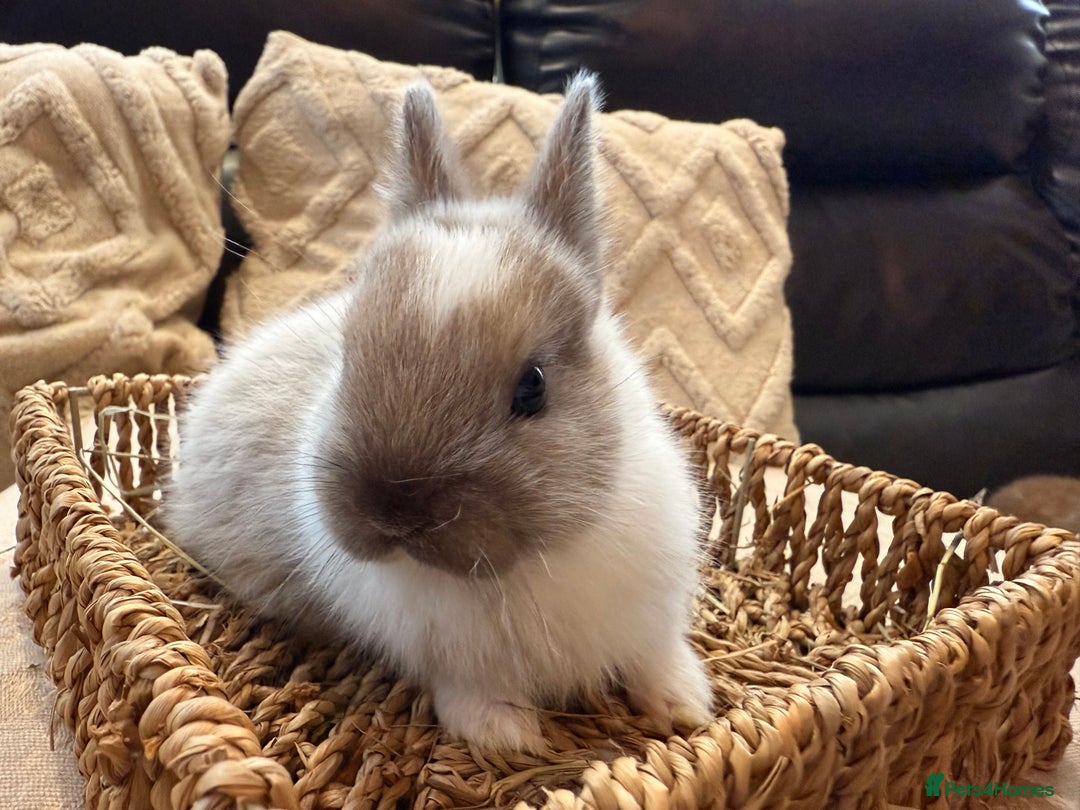 Netherland Dwarf rabbits for sale: 5 Adorable Netherland Dwarf Bunnies - Image 13