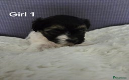 Mixed Breed dogs for sale: Shorkie x Morkie  - Image 3