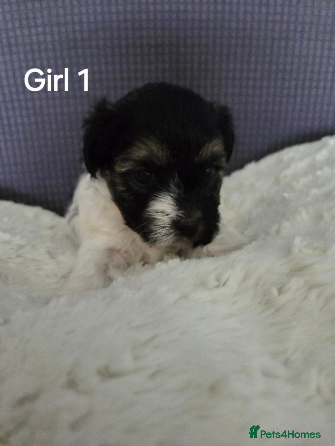 Mixed Breed dogs for sale: Shorkie x Morkie  - Image 3