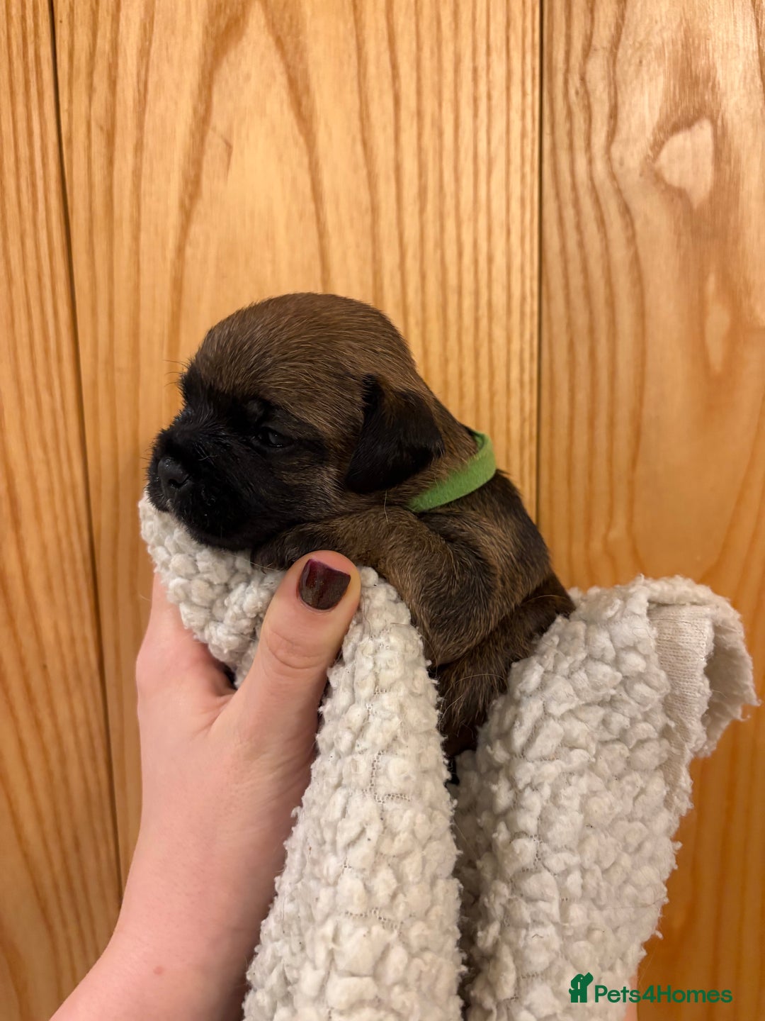 Border Terrier dogs for sale: Gorgeous Border Terrier Puppies looking for homes - Image 41