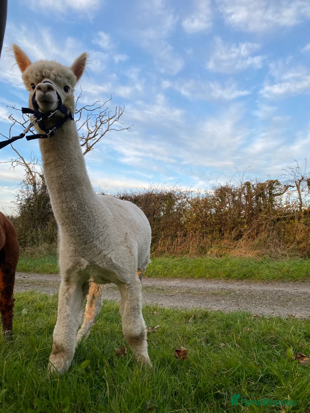 Alpaca livestock for sale: Group of 3 males  - Advert 2