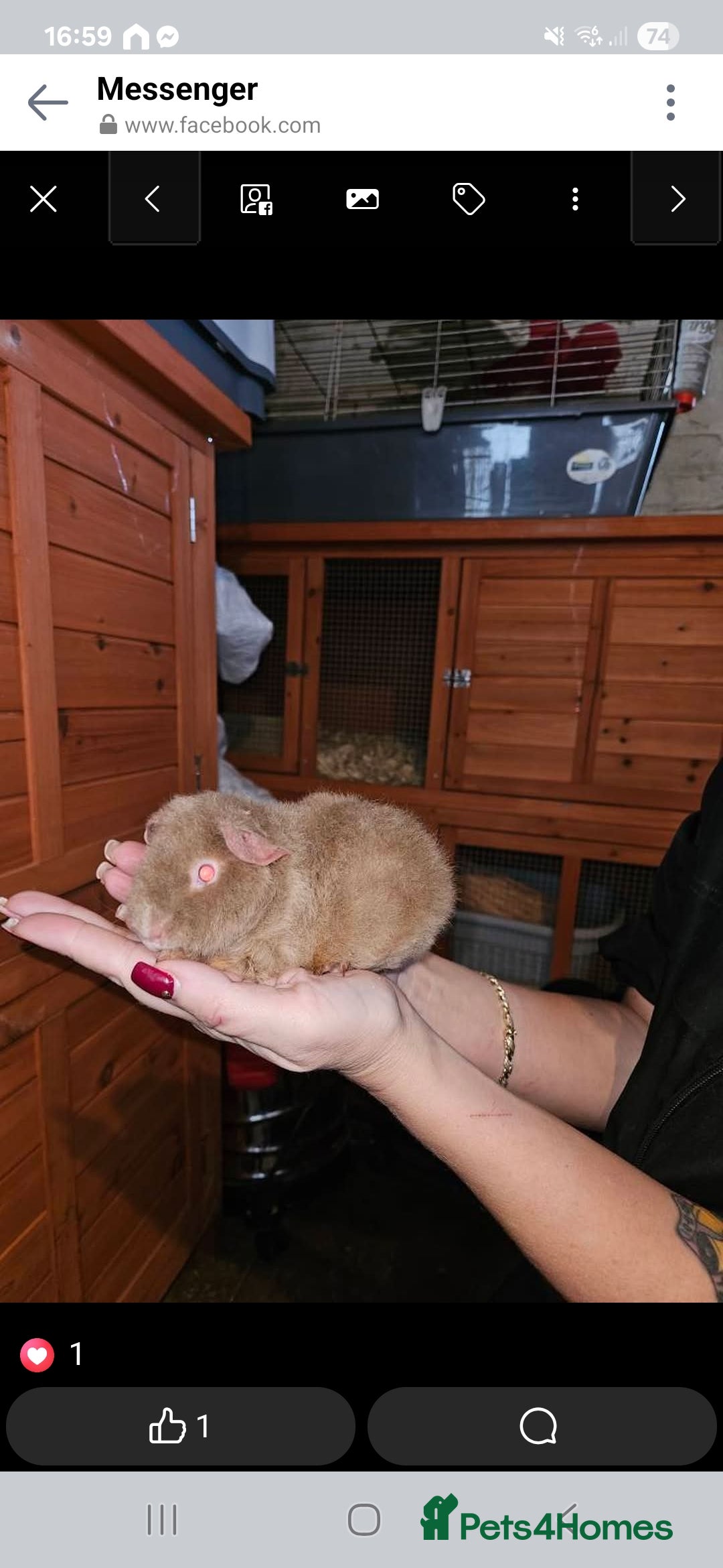 Guinea Pig rodents for sale: Baby guinea pigs - Image 4