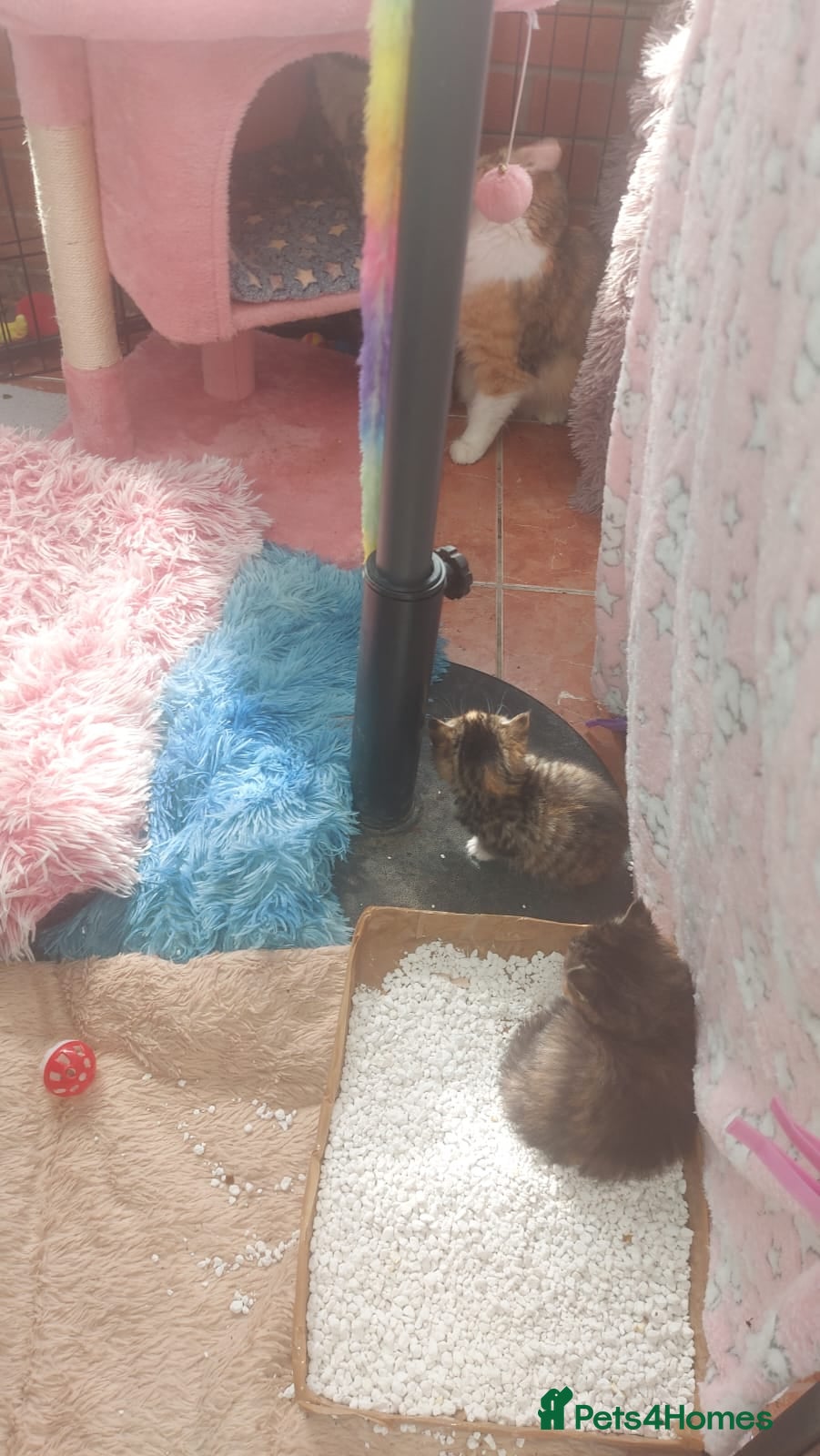 Ragdoll cats for sale: Very small size Rag Doll kittens.MumPersianRagDoll - Advert 1