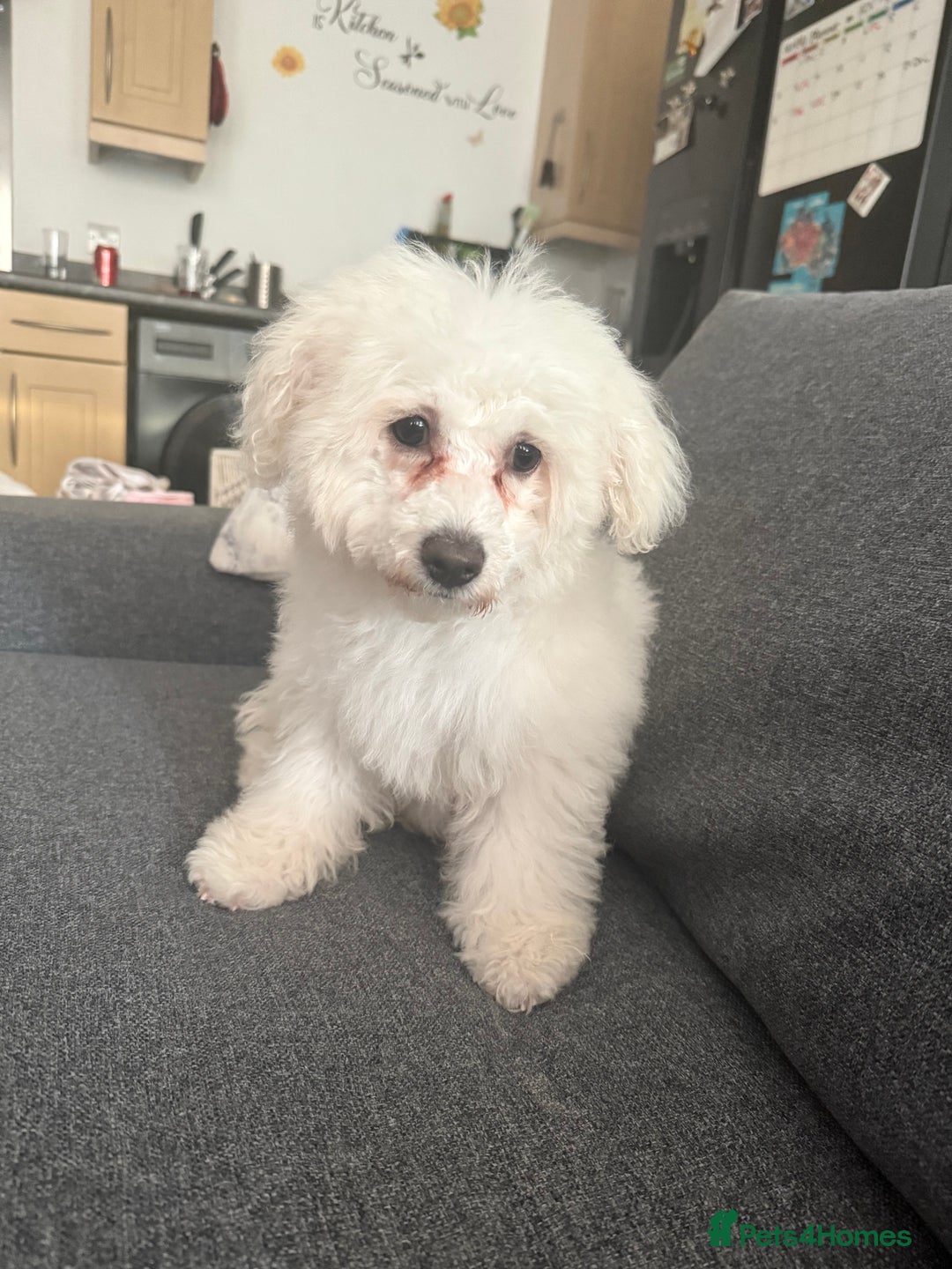 Bichon Frise dogs for sale: Angel (Bichon Frisé) - Advert 2