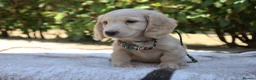 Miniature Dachshund dogs for sale: EXCEPTIONAL KC CREAM & BLACK/CREAM PUPPIES  - Advert 1