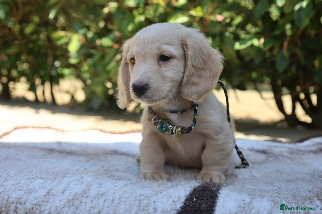 Miniature Dachshund dogs for sale: EXCEPTIONAL KC CREAM & BLACK/CREAM PUPPIES  - Advert 1