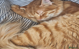 Mixed Breed cats for adoption: Gorgeous fun loving Kip is looking for a home - Image 4