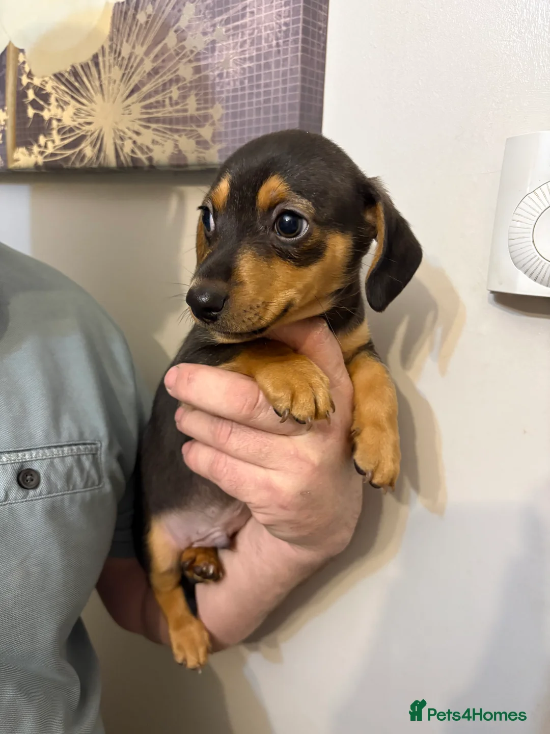 Mixed Breed dogs for sale: Daxi jacks ready now - Advert 8