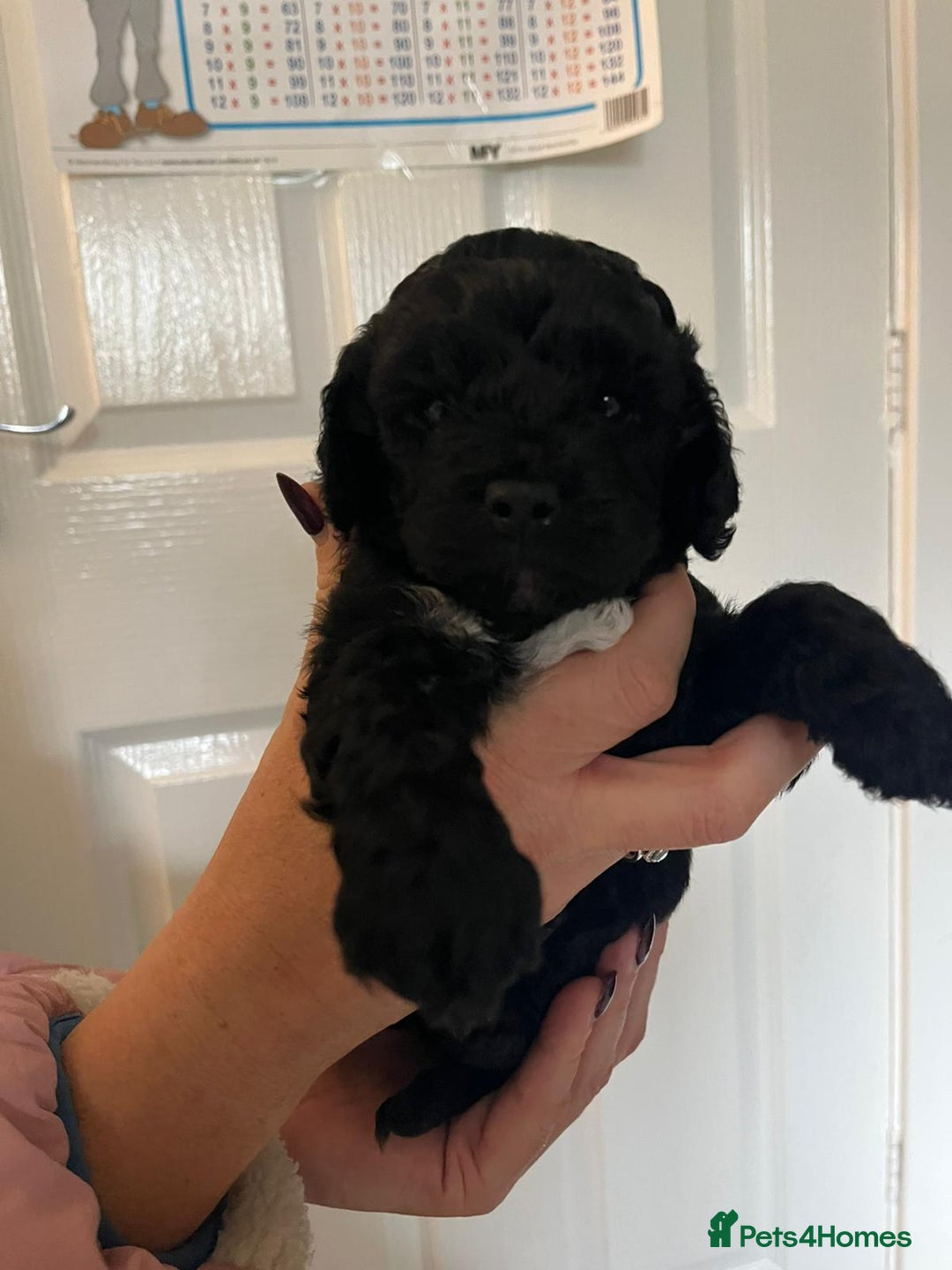 Cavapoo dogs for sale: F1b Cavapoo - Advert 7
