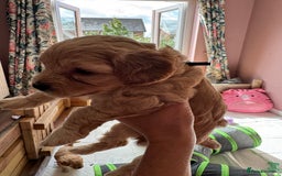Mixed Breed dogs for sale: 💕 Gorgeous Cavapoochon Puppies 💕  - Image 16
