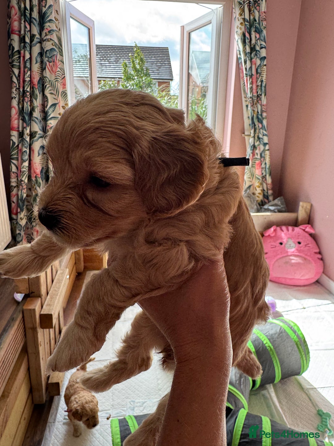 Mixed Breed dogs for sale: 💕 Gorgeous Cavapoochon Puppies 💕  - Image 16