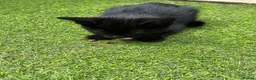 Mixed Breed cats for sale: Adorable kittens need a new place 🥰  - Advert 14
