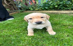 Labrador Retriever dogs for sale: Labrador puppies  - Image 6