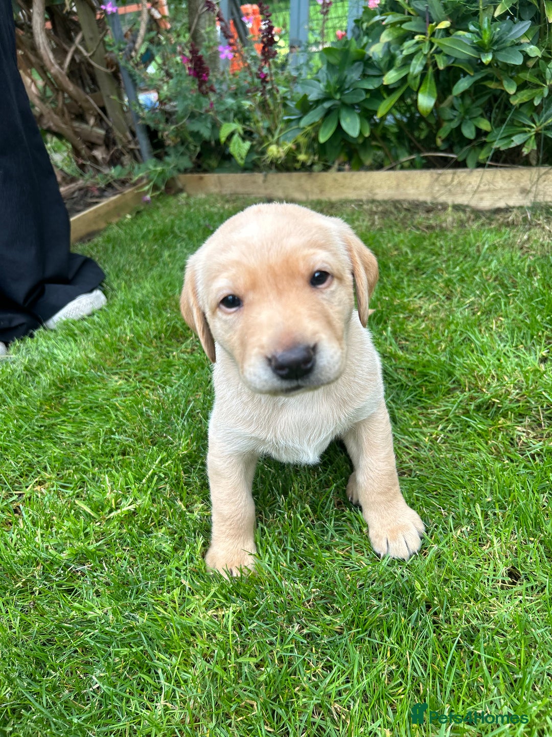 Labrador Retriever dogs for sale: Labrador puppies  - Image 6