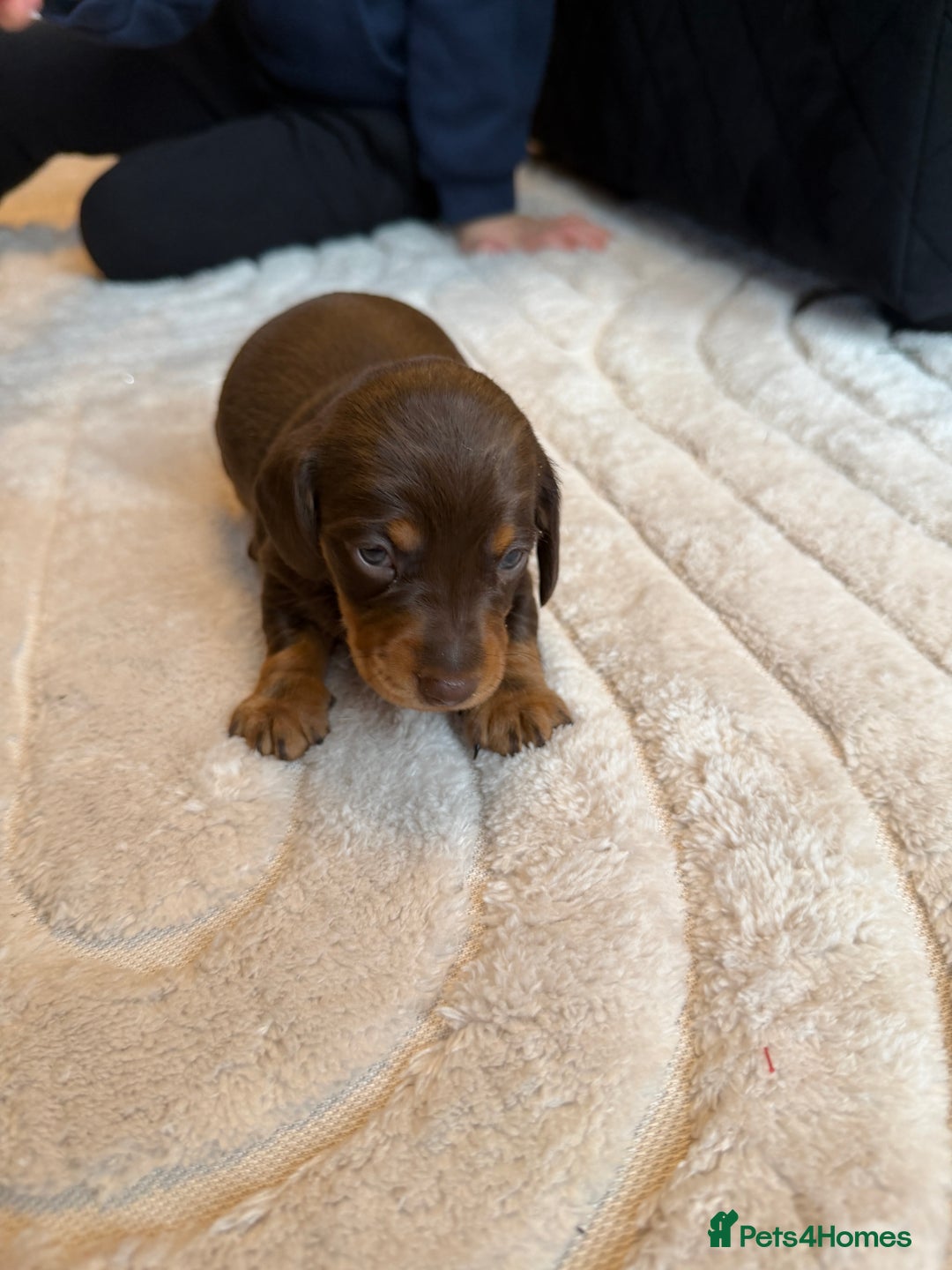 Miniature Dachshund dogs for sale: KC reg Miniature Dachshunds available 24thDecember - Advert 21