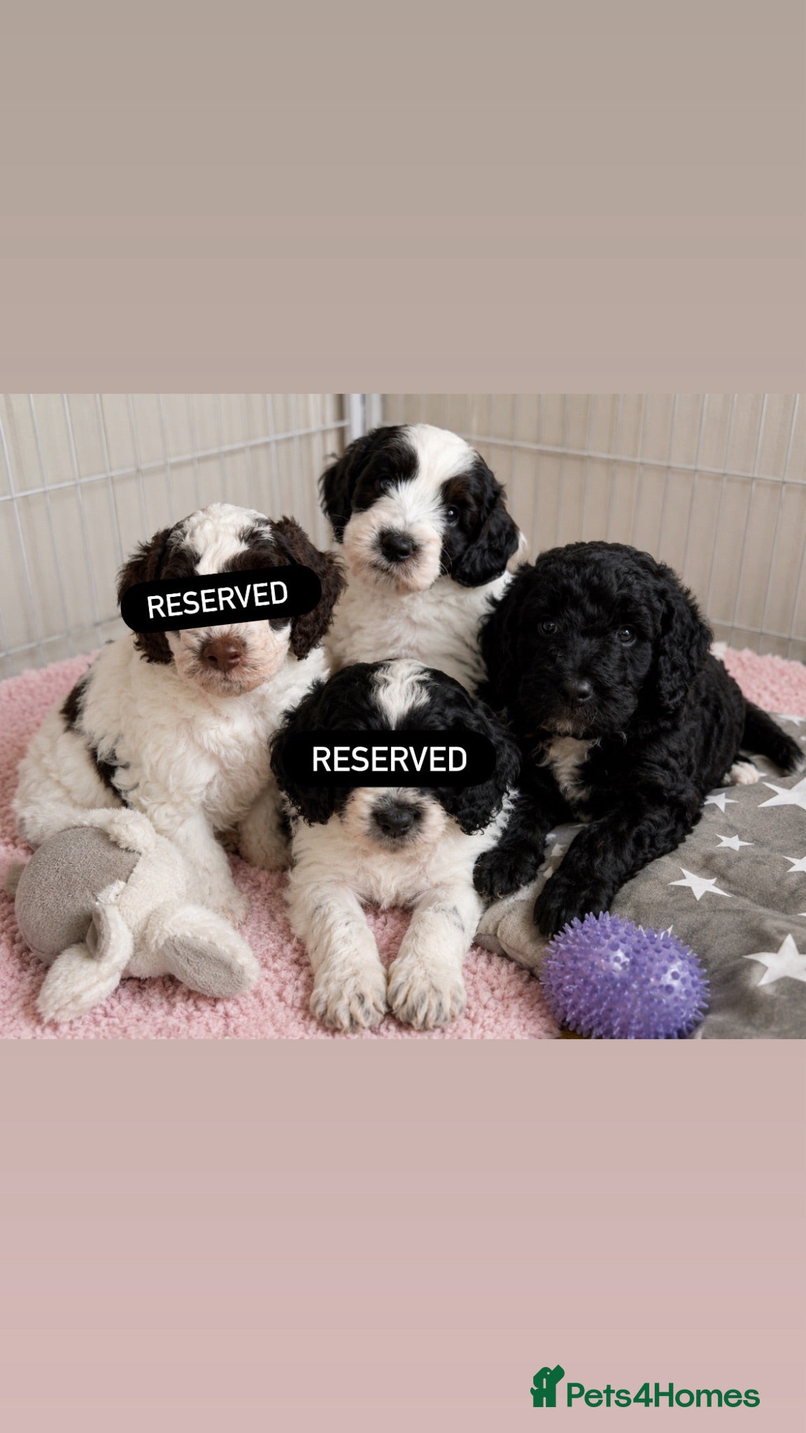 Goldendoodle dogs Best of Both Worlds • Goldendoodle x Cockapoo Boys - Advert 1