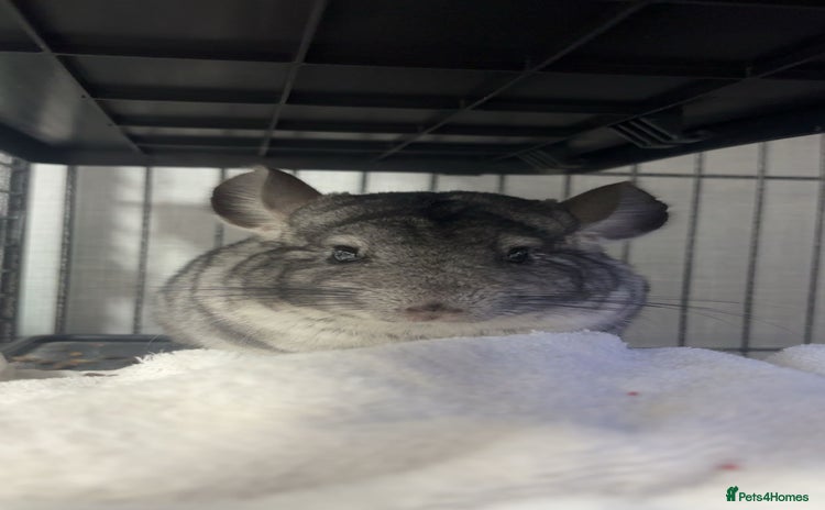 Chinchilla rodents - Advert 1