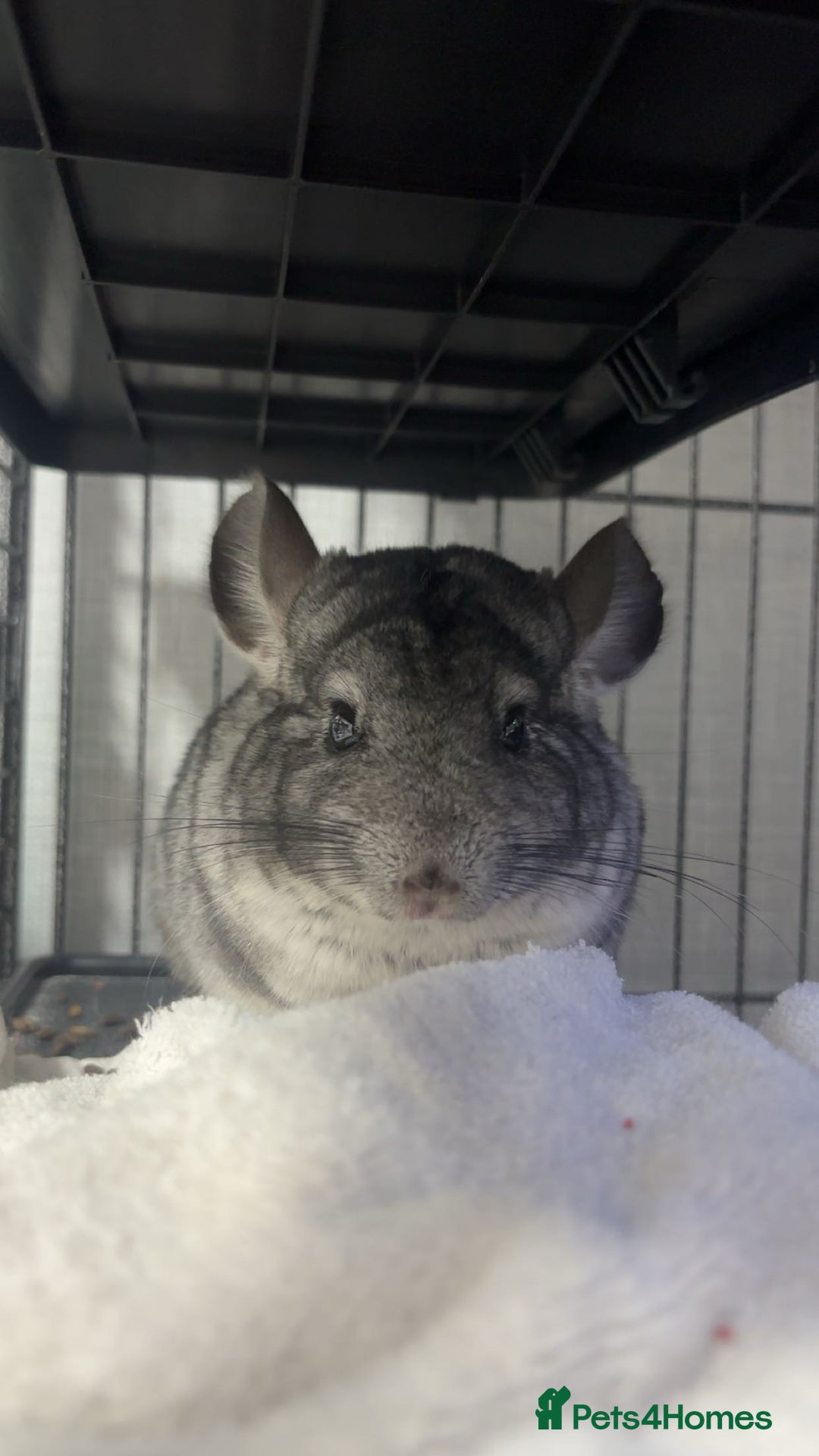 Chinchilla rodents for sale: 10 month old Boy chinchilla  - Image 1