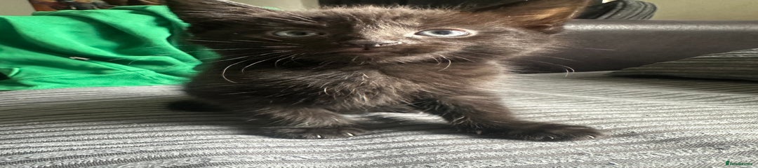 Mixed Breed Kitten 1