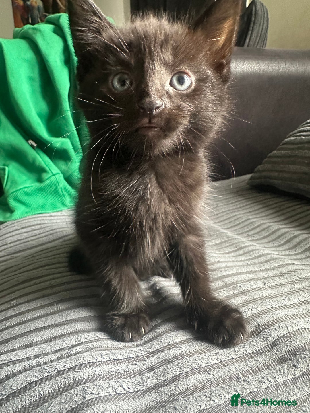 Mixed Breed cats for sale: Four beautiful kittens - Image 5