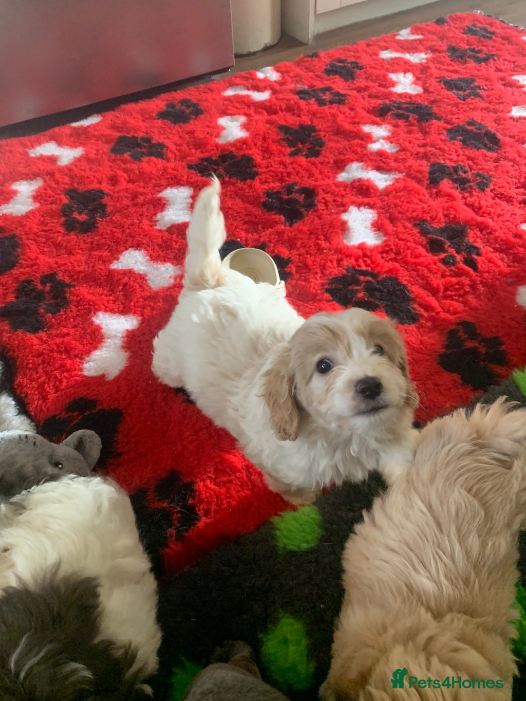 Cavapoo dogs for sale: Beautiful F2 cavapoo girls  - Advert 13