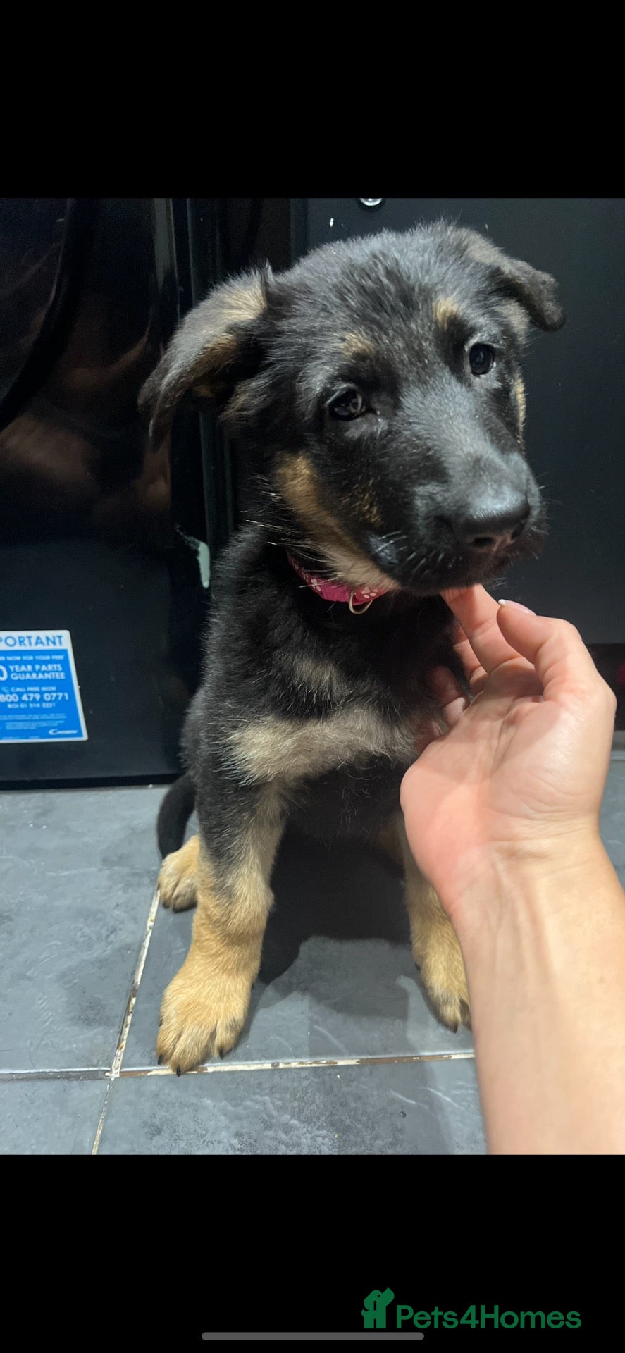German Shepherd dogs Ready to go!! 8 German Shepard puppies.  - Advert 2
