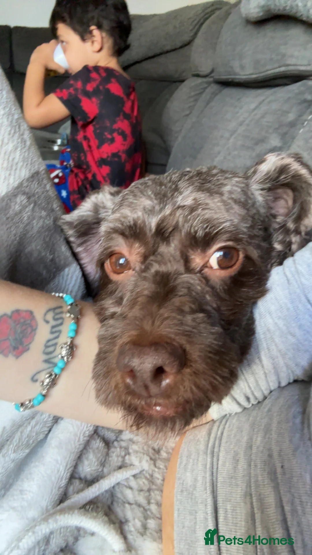 Cockapoo dogs for sale: Cockapoo - Advert 2