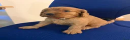 Cavapoo dogs for sale: Beautiful Cavapoo Puppy in London - Advert 3