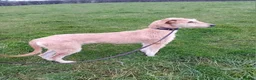 Lurcher dogs for sale: Working Saluki greyhound bitch - Advert 1