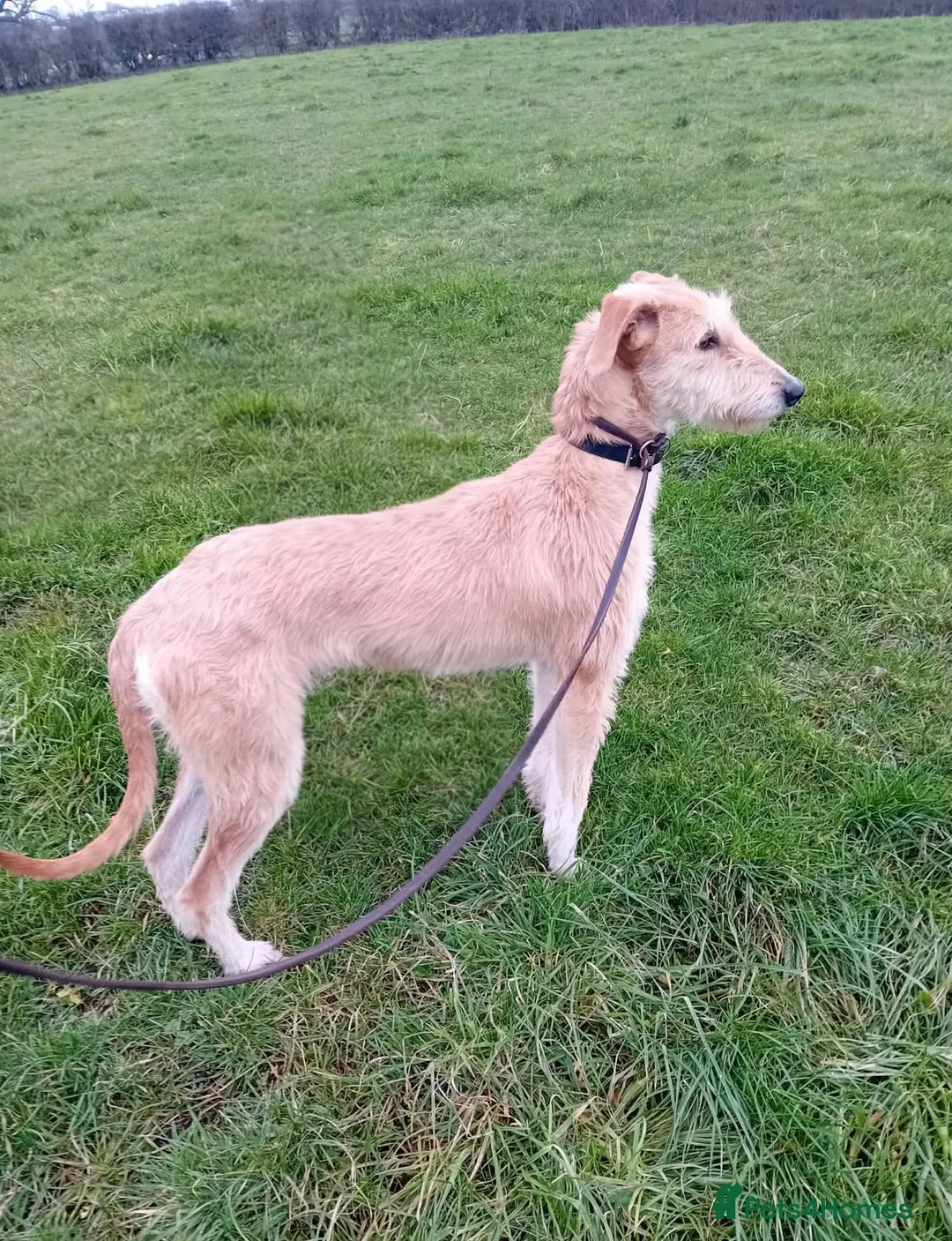 Lurcher dogs for sale: Working Saluki greyhound bitch - Advert 1