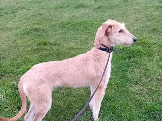 Lurcher dogs Working Saluki greyhound bitch - Advert 1