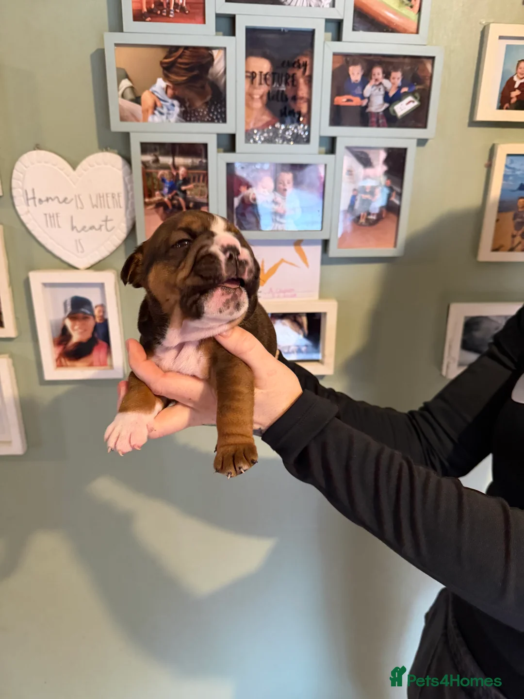 English Bulldog dogs for sale: 🌸💙 top blood line English bulldogs 🌸💙❤️ - Advert 10