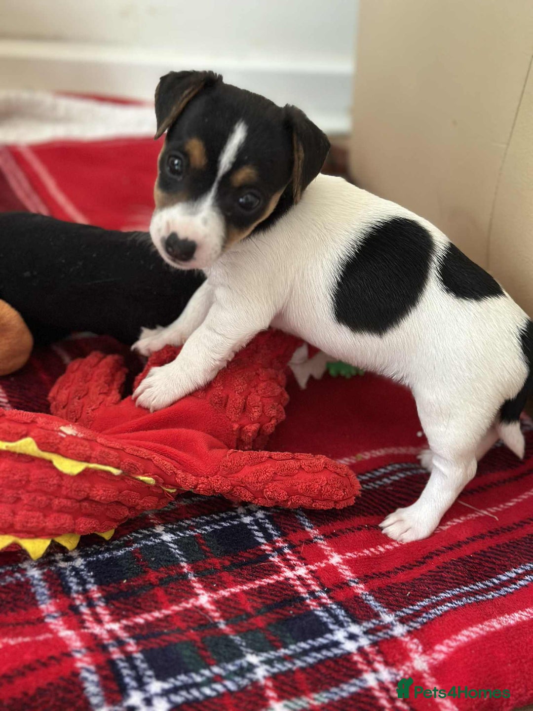 Jack Russell dogs for sale: Jack Russell Pure Breed Puppy’s  - Image 27