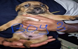 Mixed Breed dogs for sale: 10 beautiful cane corso cross bullmastiff puppies - Image 10