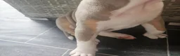 Olde English Bulldogge dogs for sale: Olde english bulldog - Advert 16