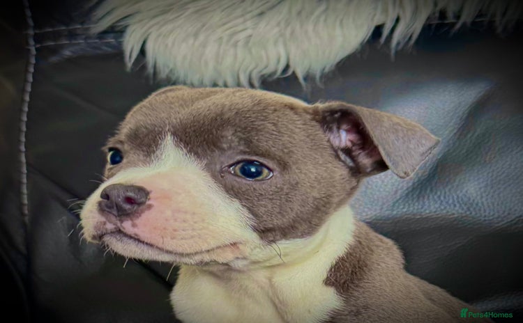 Staffordshire Bull Terrier dogs - Advert 1