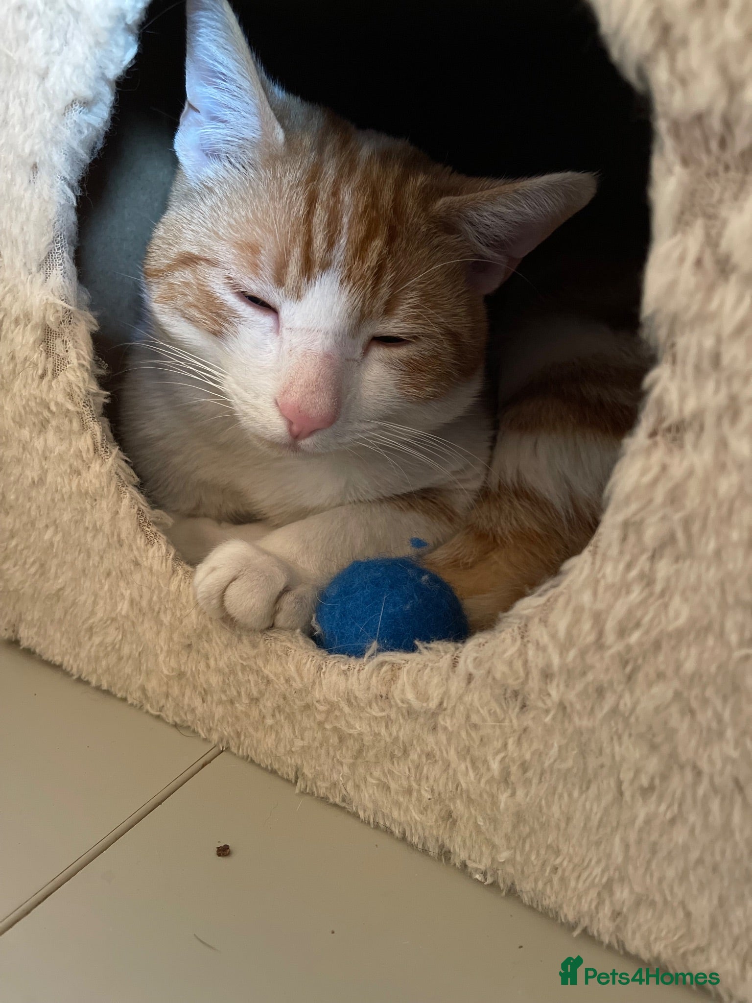 Domestic Shorthair cats Ginger and white cat for adoption - Advert 1