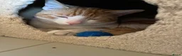 Domestic Shorthair cats for sale: Ginger and white cat for adoption - Advert 1