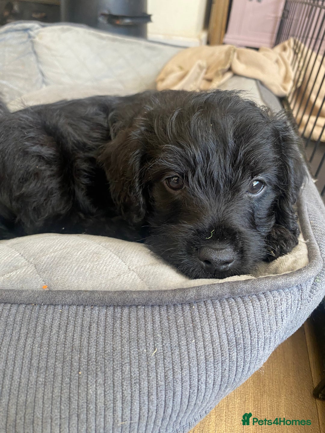 Mixed Breed dogs for sale: F1 Borderpoos - Image 1