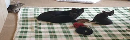 Mixed Breed cats for sale: 3 beautiful kittens - Advert 5