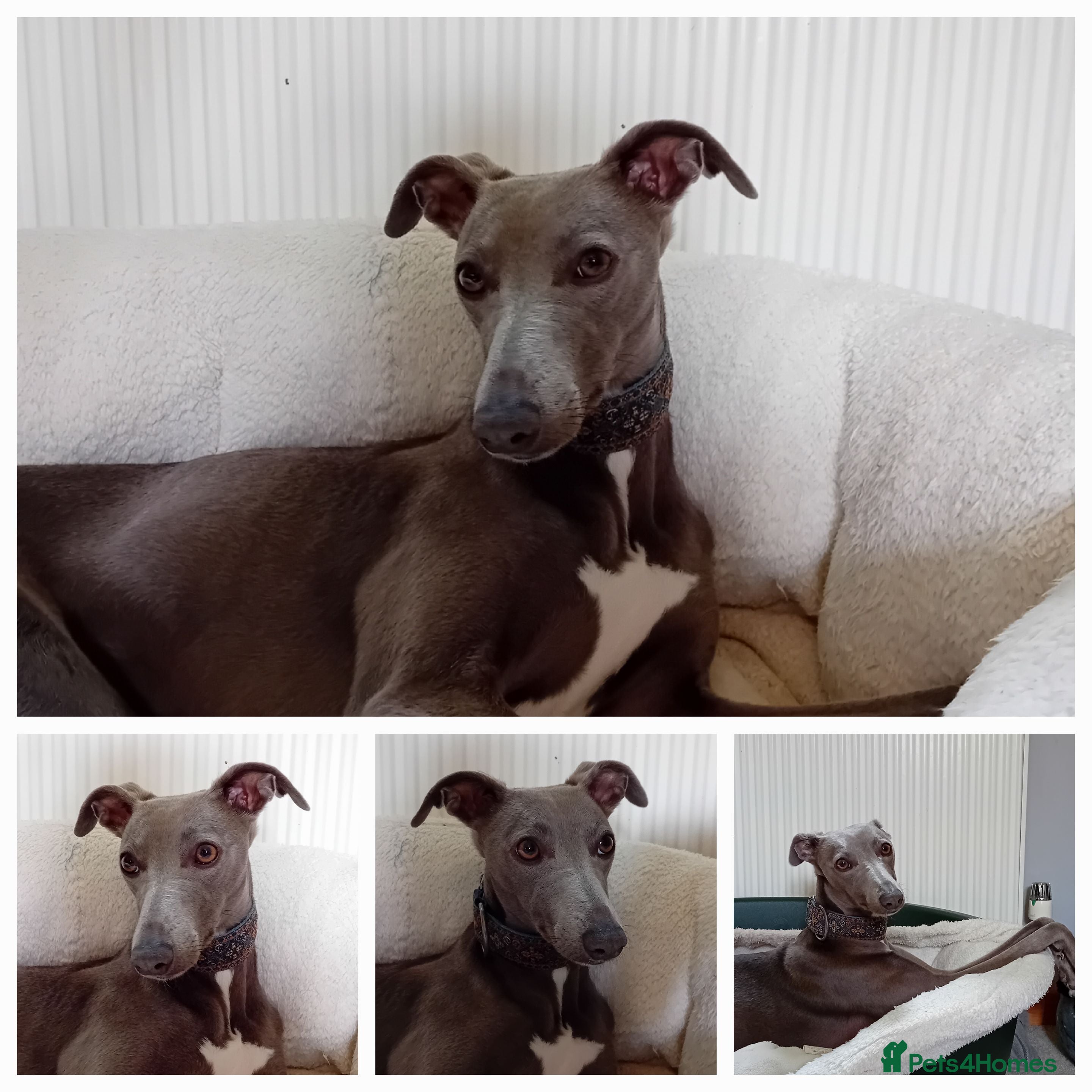 Whippet dogs Beautiful KC registered whippets - due soon - Advert 8